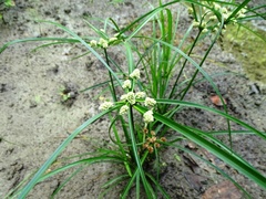 Cyperus luzulae