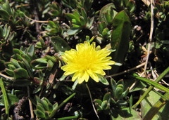 Taraxacum zealandicum