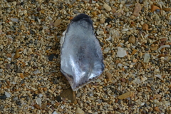 Isognomon
