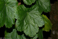 Heuchera mexicana mexicana