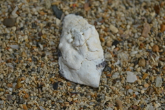Isognomon
