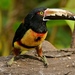 Collared Aracari - Photo (c) christian_nunes, some rights reserved (CC BY-NC), uploaded by christian_nunes