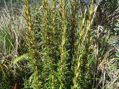 Miconia salicifolia