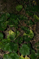 Heuchera mexicana mexicana
