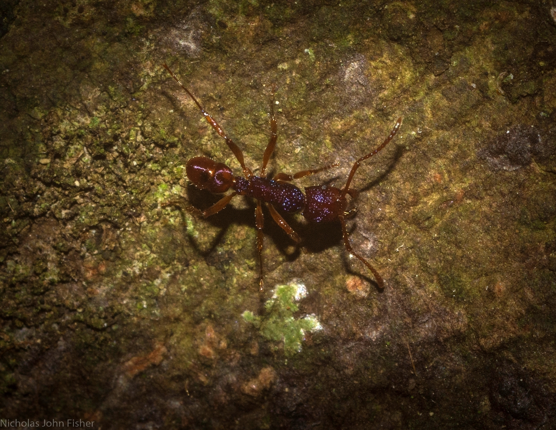 Rhytidoponera croesus