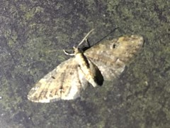 Eupithecia subbreviata