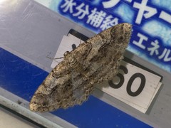 Protalcis concinnata