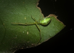 Miagrammopes flavus