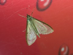 Palpita nigropunctalis