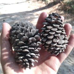 Trifoliae