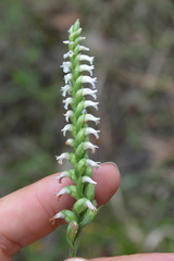 Spiranthes ovalis ovalis