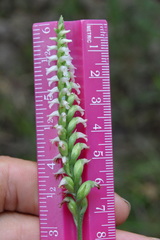 Spiranthes ovalis ovalis