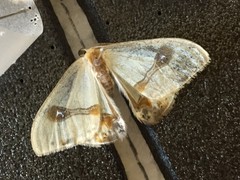 Macrocilix mysticata watsoni