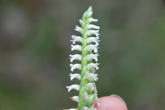 Spiranthes ovalis ovalis