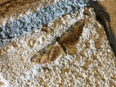 Eupithecia subbreviata