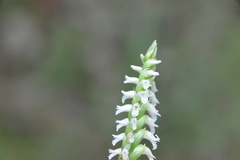 Spiranthes ovalis ovalis