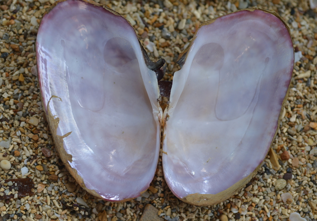 Gari occidens