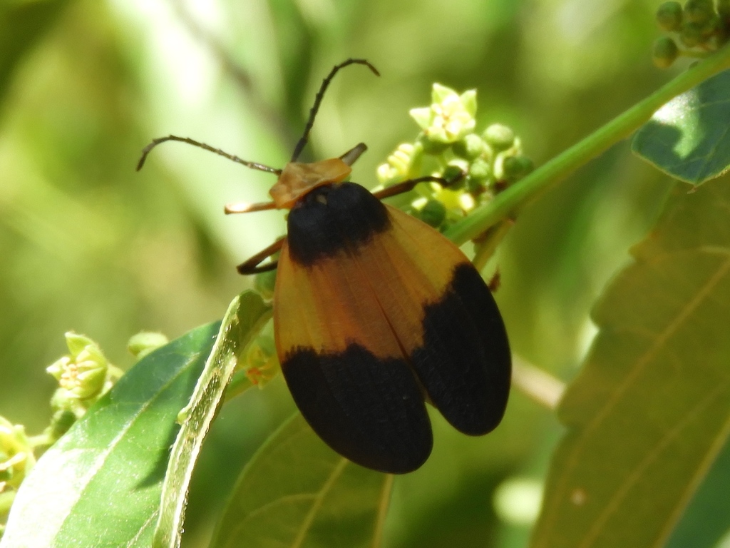 Net-winged Beetles