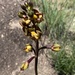 Eulophia parviflora - Photo (c) Troos van der Merwe, μερικά δικαιώματα διατηρούνται (CC BY-NC), uploaded by Troos van der Merwe