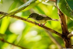 Gerygone flavolateralis flavolateralis