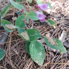 Desmodium