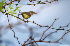 Gerygone flavolateralis flavolateralis