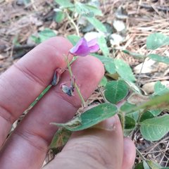 Desmodium