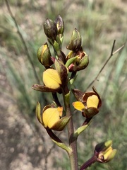 Eulophia parviflora
