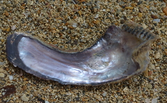 Malleus anatinus