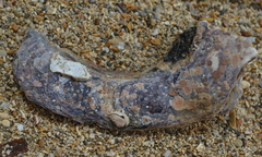 Malleus anatinus
