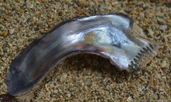Malleus anatinus