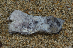 Isognomon isognomum
