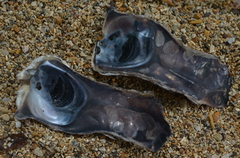 Isognomon isognomum