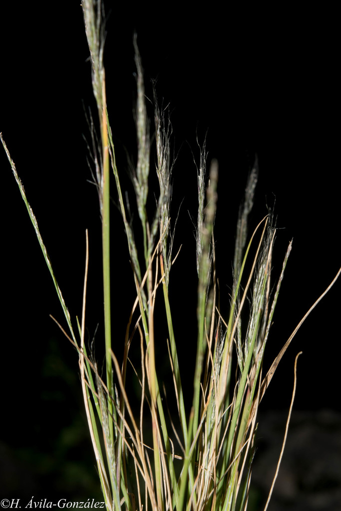 Muhlenbergia crispiseta