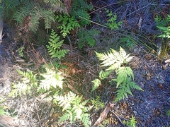 Loxsoma cunninghamii