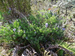 Lupinus pubescens