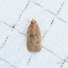 Glyphidocera juniperella