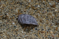 Saccostrea cuccullata