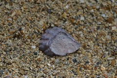 Saccostrea cuccullata