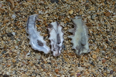 Saccostrea cuccullata