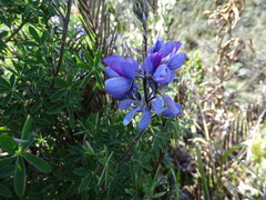Lupinus pubescens