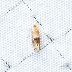 Bucculatrix coronatella