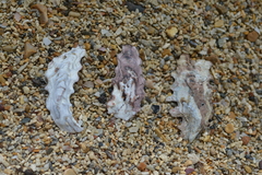 Saccostrea cuccullata