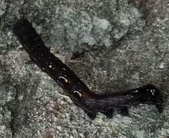 Lepidoptera