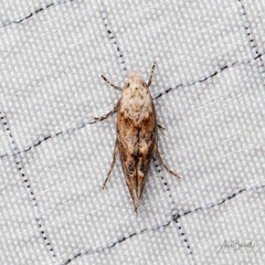 Mompha rufocristatella