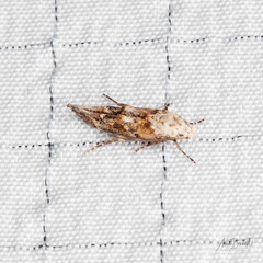 Mompha rufocristatella