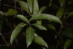 Cryptocarya microneura