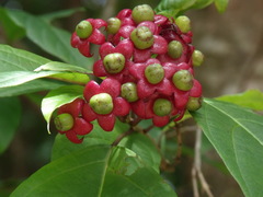 Clerodendrum longiflorum glabrum