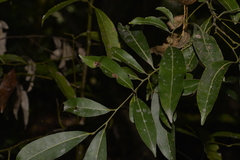 Cryptocarya microneura