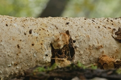 Perenniporia bostonensis